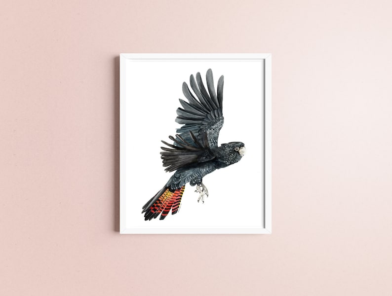 May include: A black cockatoo with red and yellow tail feathers in flight against a white background.