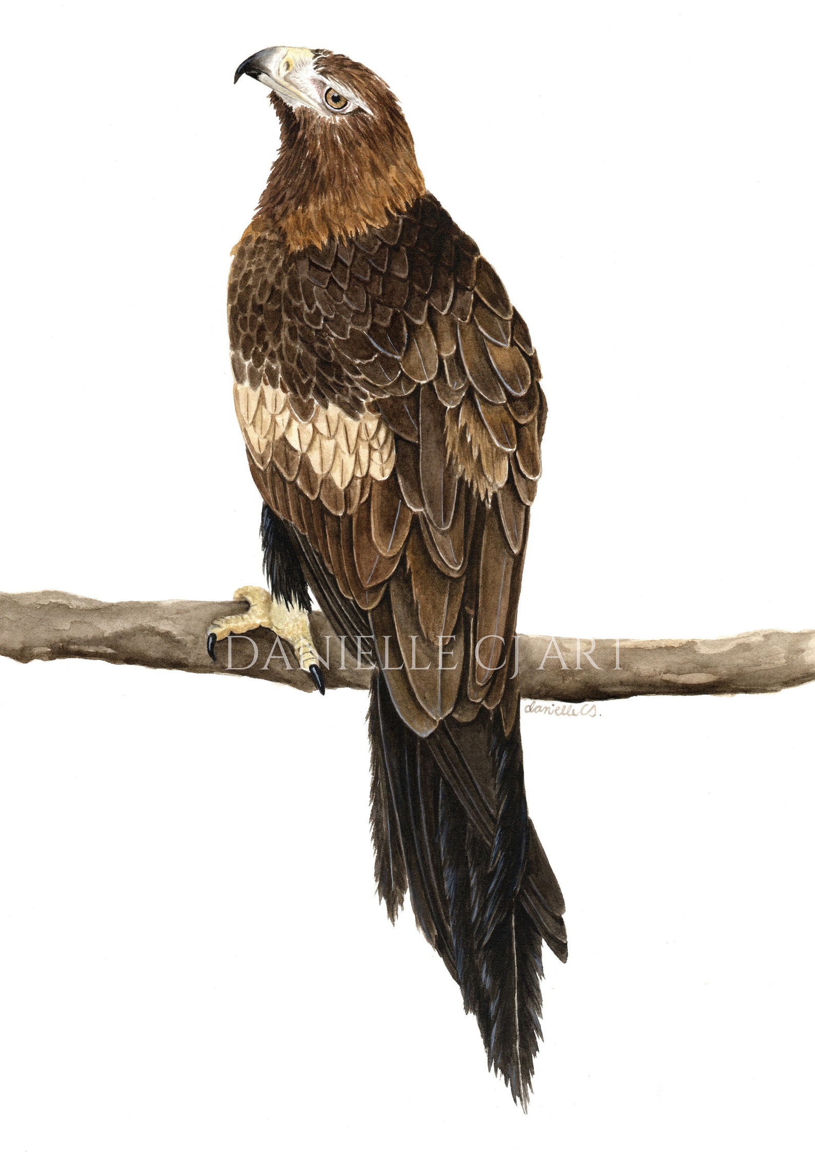 Watercolour Wedge Tailed Eagle Print - Native Australian Bird Art ...