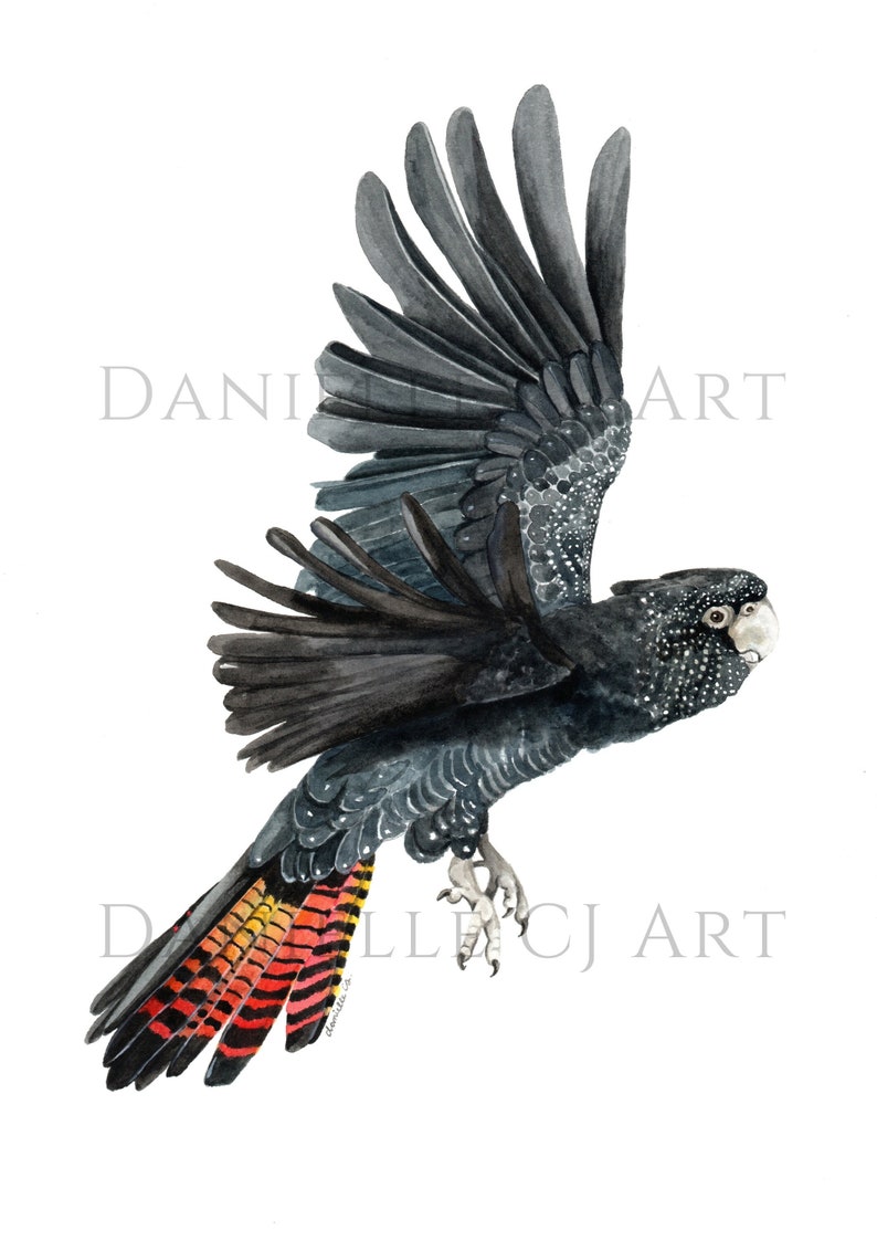 May include: Watercolor painting of a black cockatoo in flight with red and orange tail feathers. The bird is flying with its wings spread wide. The background is white.