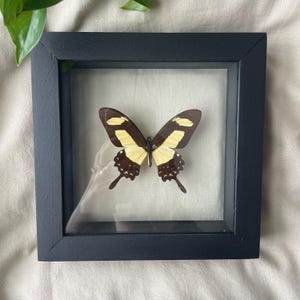 Peut inclure: Un spécimen de papillon encadré. Le papillon a des ailes marron foncé et jaunes avec des motifs complexes. Il est enfermé dans un cadre carré noir avec une façade en verre, créant un effet de boîte d'ombre. Le fond est un tissu beige clair.