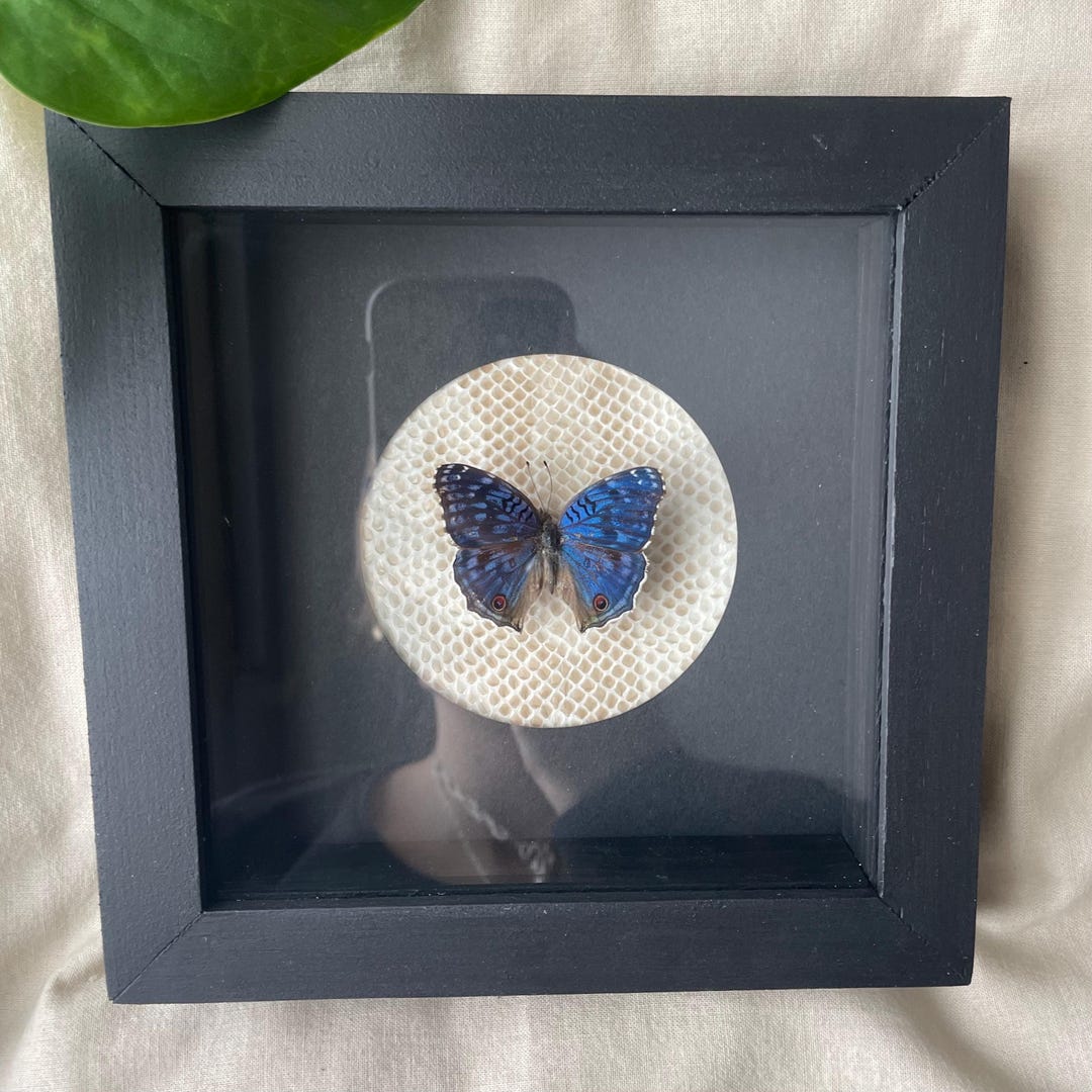 Real Brilliant Blue Butterfly Shadow Box Frame – Iridescent Butterfly ...