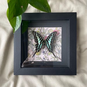 Echte gewone zwaardstaart in schaduwdooslijst – iriserende vlinder muurkunst – insecten taxidermie decor – entomologie cadeau voor natuurliefhebbers