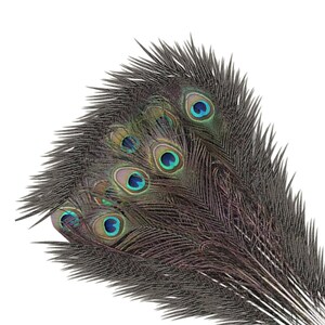 Natural Real Peacock Bird Tail Feathers 27 31 Colorful Feathers Beautiful Natural Eyes Bridal, Halloween, Craft Trimming Shop UK image 5