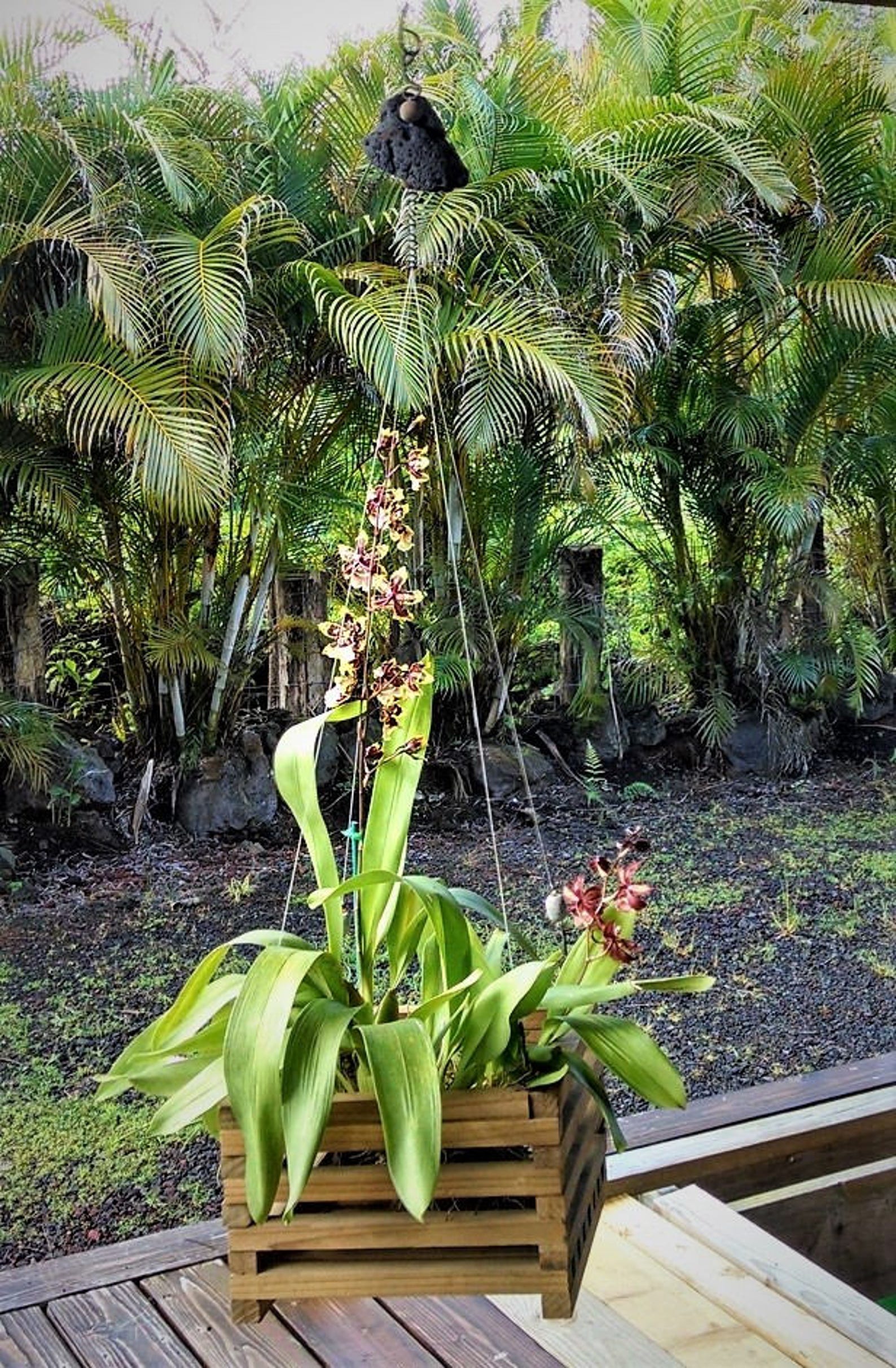 Rustic Redwood Orchid Boxes/baskets. Con Heart Redwood. Etsy UK