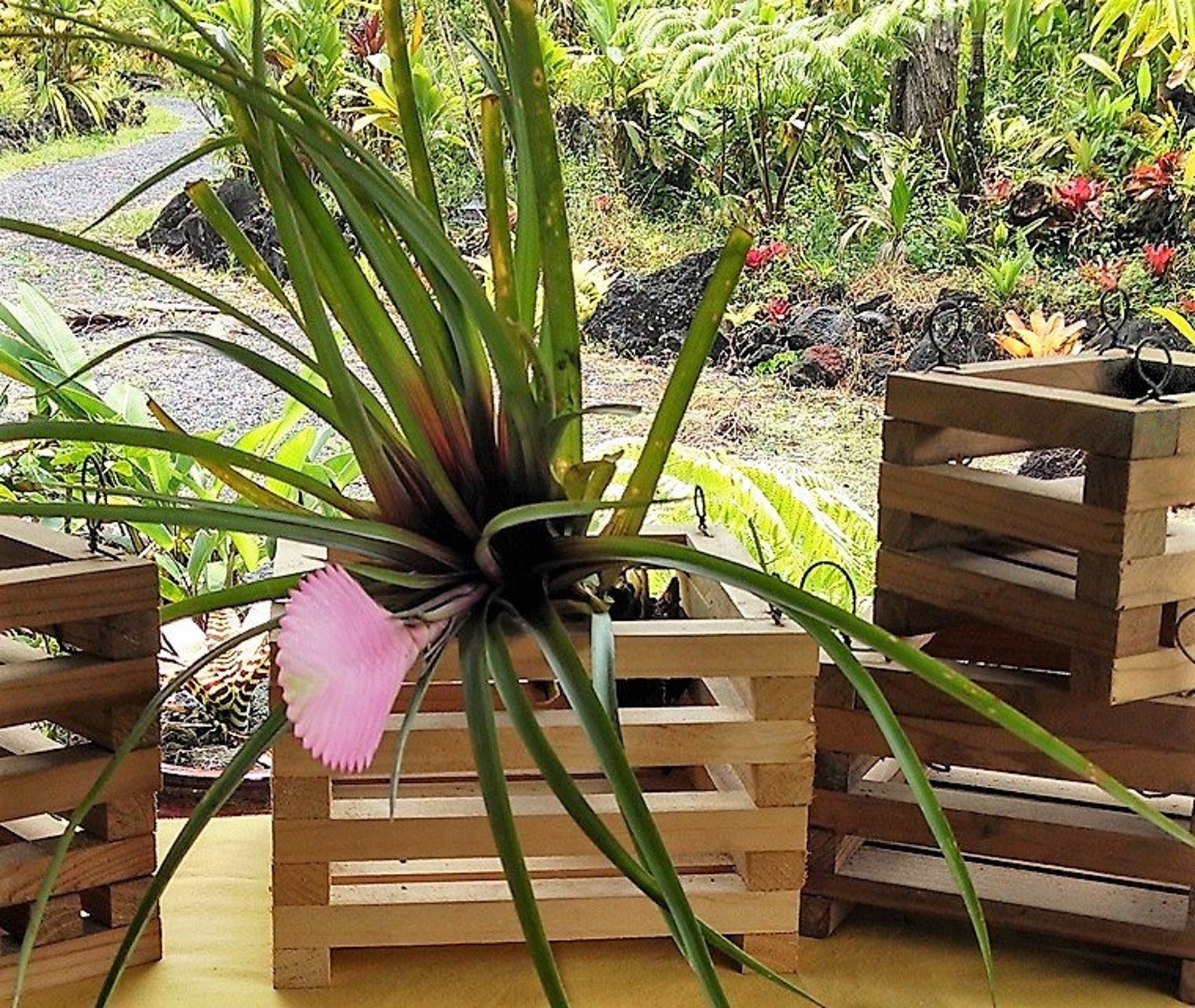 Rustic Redwood Orchid Boxes/Baskets. Con Heart Redwood. Etsy