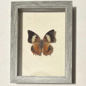 May include: A framed butterfly specimen with brown, black, and white wings. The butterfly is mounted on a white background and framed in a gray wood frame.