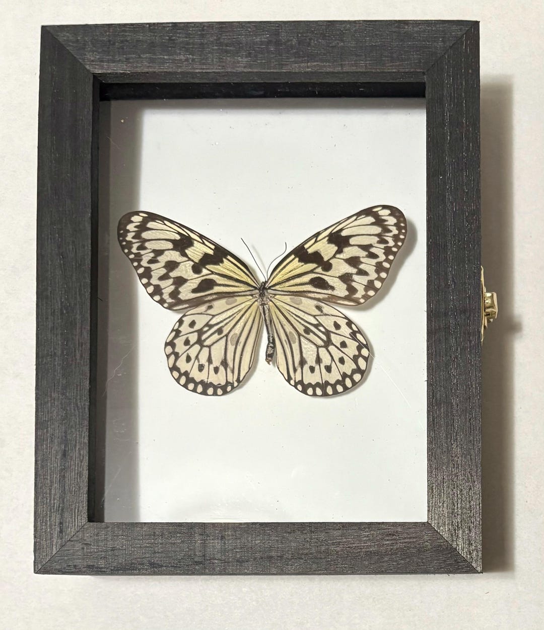 Authentic Insect Specimens Hand Mounted Into Shadow Boxes. May Be Able ...