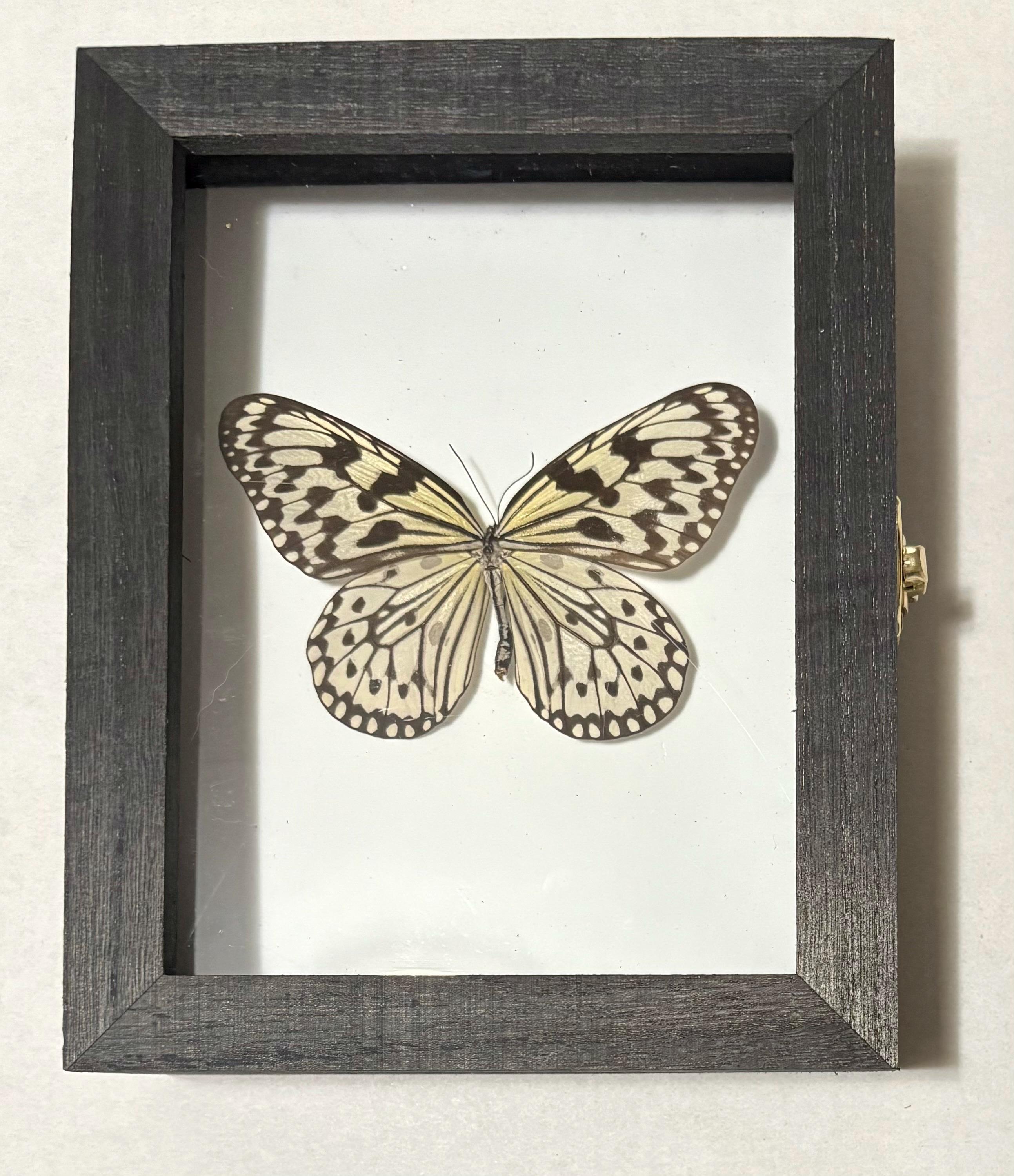 Authentic Insect Specimens Hand Mounted Into Shadow Boxes. May Be Able ...