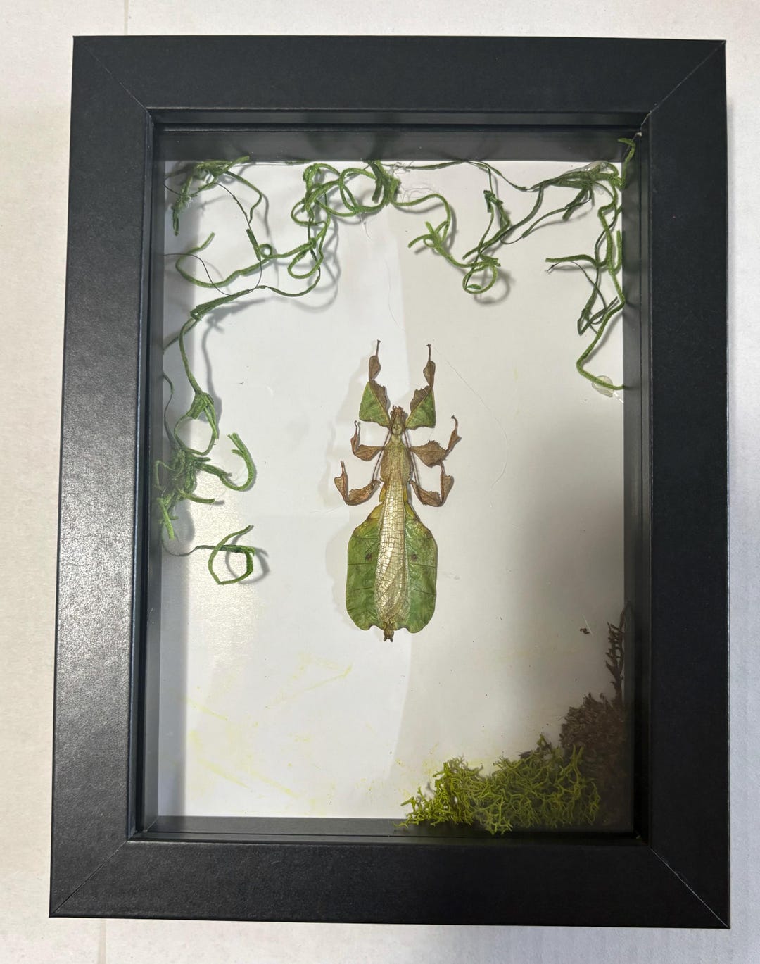 Authentic Insect Specimens Hand Mounted Into Shadow Boxes. May Be Able ...