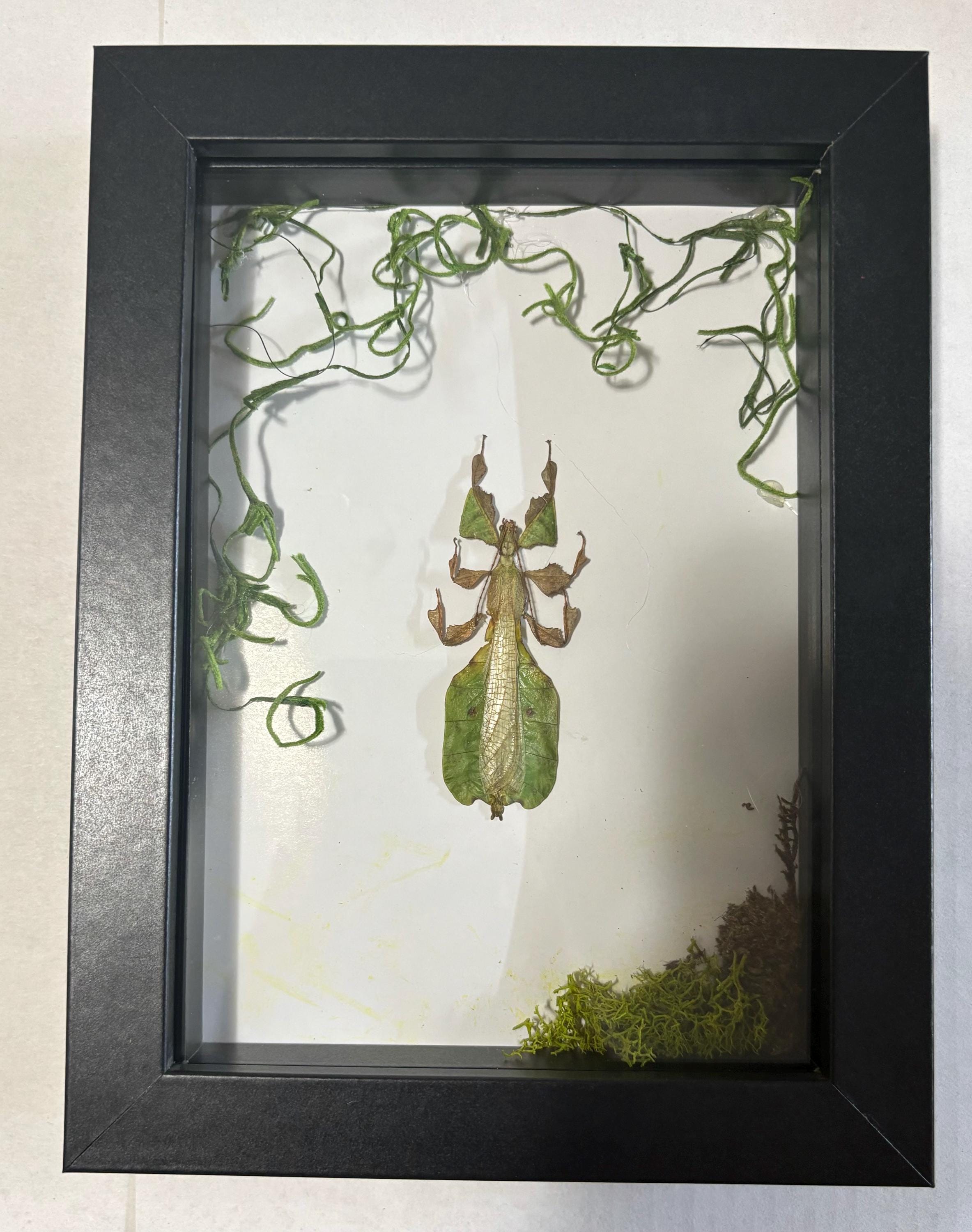 Authentic Insect Specimens Hand Mounted Into Shadow Boxes. May Be Able ...