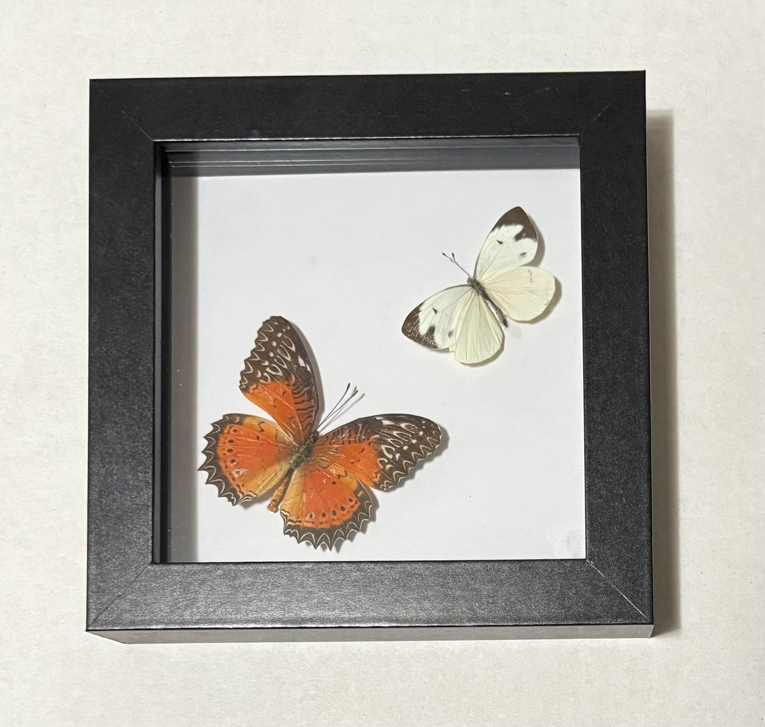 Authentic Insect Specimens Hand Mounted Into Shadow Boxes. May Be Able ...
