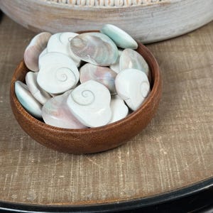 Eye of Shiva Shell Hearts | Shiva Shell | Shiva’s Eye | Operculum Snail Shell | Evil Eye Amulet