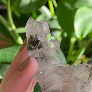 May include: A cluster of clear quartz crystals with a green inclusion. The crystals are pointed and have a natural, raw look.