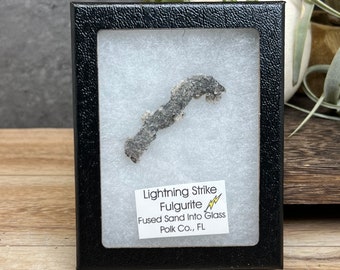 Fulgurite from Polk County Florida | Petrified Lightning | Lightning Fused Sand | Mineraloid Specimen