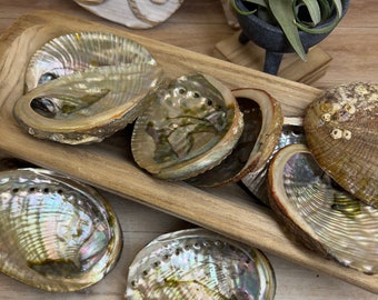 Abalone Shells | Shell | Decorative Natural Shell from Mexico | Sea Snail Abalone Shell | Shell Dish