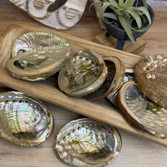 Sea Shells for Decorating, Natural Abalone Sea Shell for Home Decor, Wedding Decoration,4.3 inch, Brown