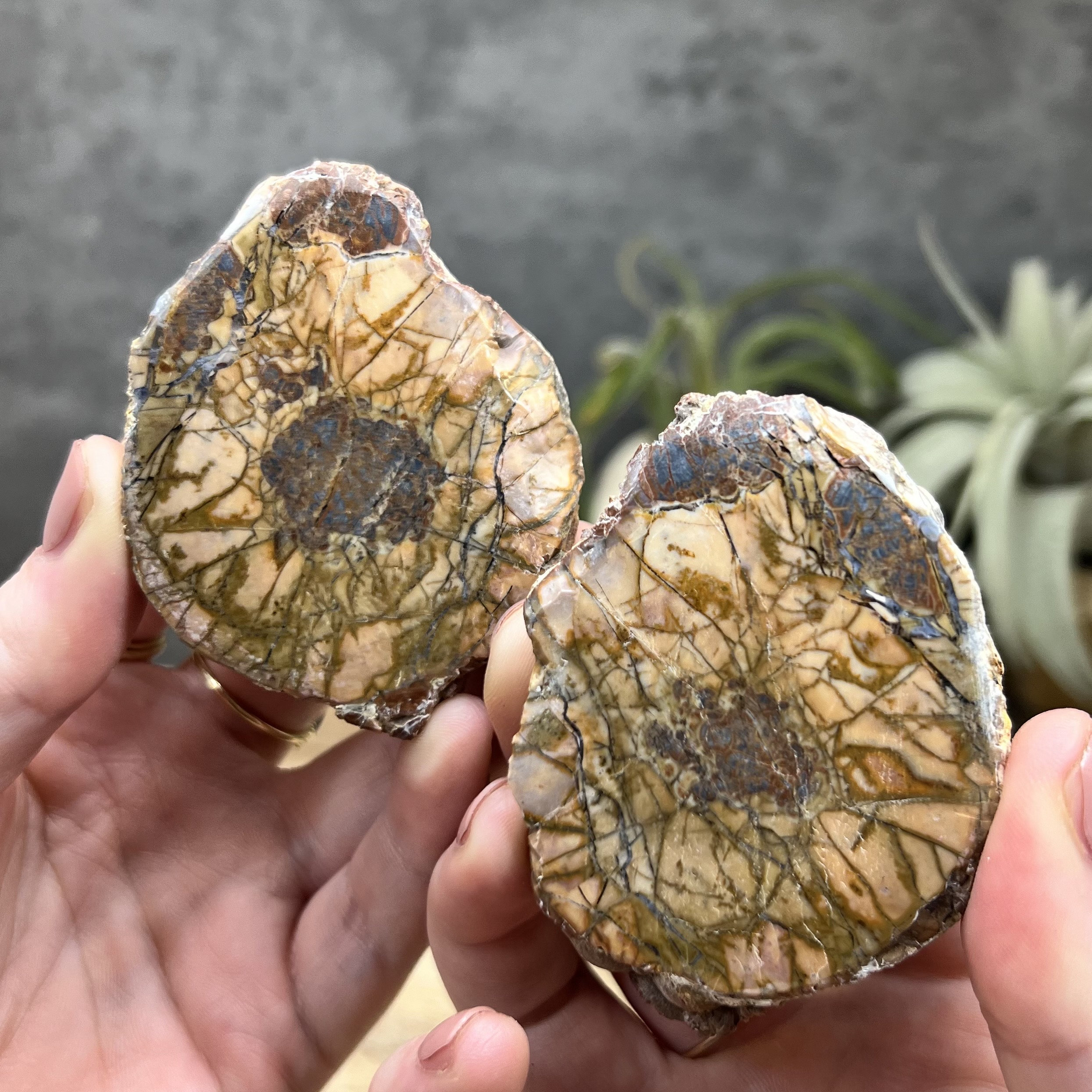 【コレクターズアイテム】サンダーエッグ ペア コレクターズアイテム】サンダーエッグ ペア - メルカリ