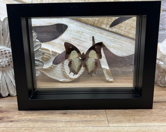 Real Framed Butterfly | Polyura Athamas | Green Verso Butterfly | Mounted and Framed Insect Artwork