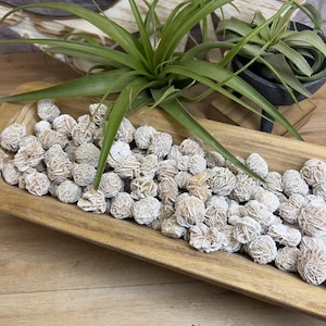 Desert Rose Buds | Mini Single Desert Rose | Gypsum Mineral Cluster | Selenite and Barite Rosettes | Mexican Desert Gypsum Rose