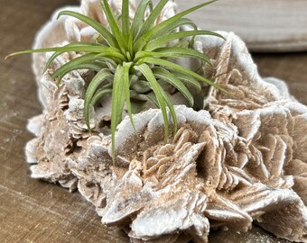Peut inclure: Une petite plante aérienne poussant dans une formation naturelle de quartz rose blanc. Le quartz est un amas de cristaux délicats et superposés.