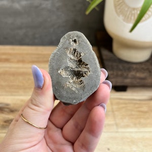Baryt Septurier Knötchen Geode Hälfte | Französisches Kristallmineral | Geode | Baryt | Septum Knötchen