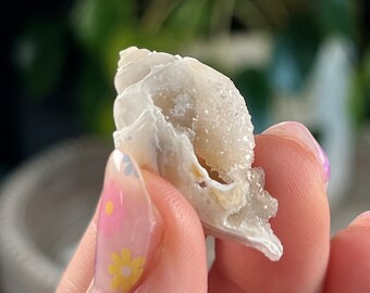 Fossilized Spiralite Gemshell | Quartz Druzy Shell | Agatized Shell | Natural Gemshell  | Left Coiled Gastropod Shell