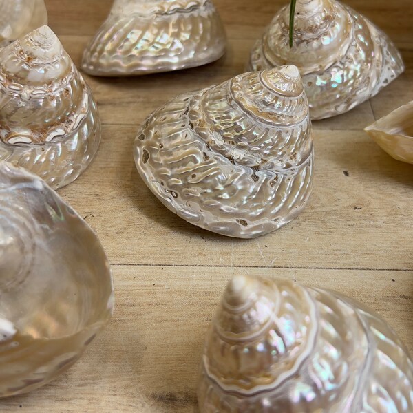 Astraea Turbanicum Pearlescent Wavy Turban Shell | Real Polished Mother of Pearl Seashell from Mexico | Unique Decorative Spiral Shell