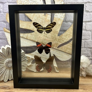 Real Framed Butterfly Art: Heliconius, Adelpha, Papilio - 10x13 Insect Display