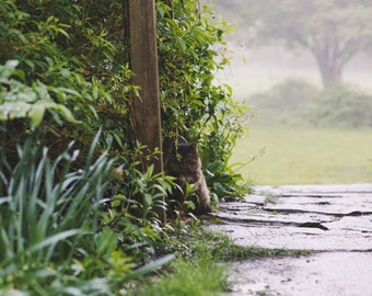 Gatto misterioso in giardino Foto - Desktop Wallpaper Background Digital Download