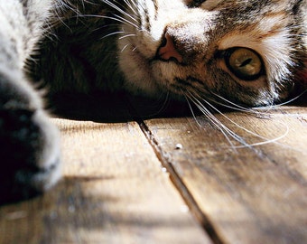 Kitten's Eye View Digital Photo Download- Desktop Wallpaper Background Digital Download