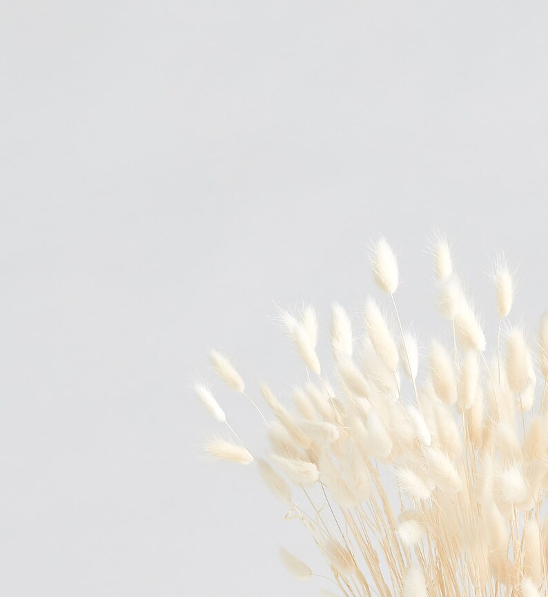 Bunny Tail Pampas Grass Silky Etsy