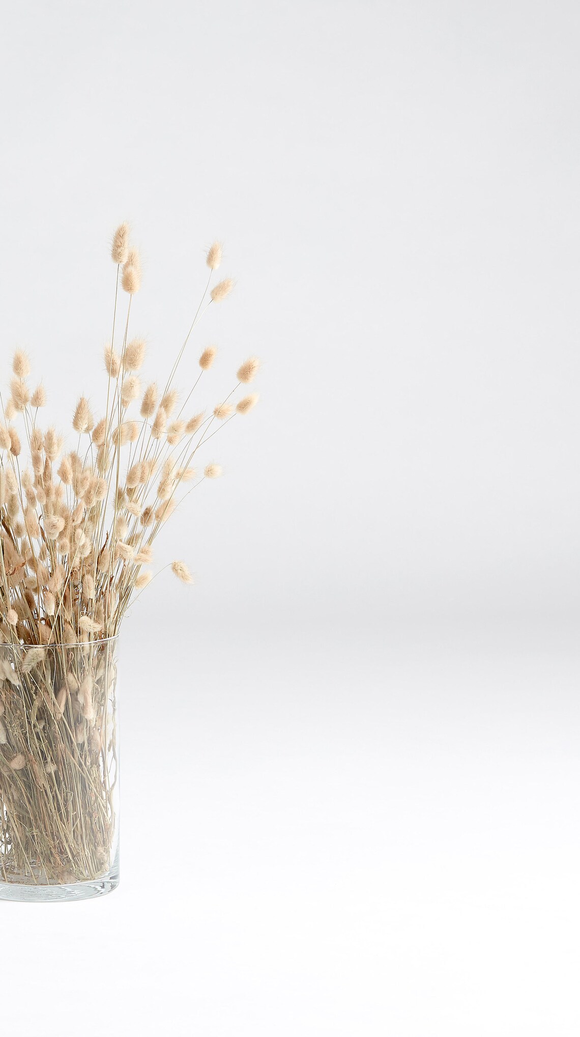 Bunny Tail Pampas Grass Naturelle Etsy