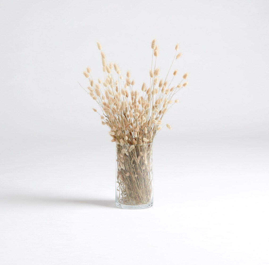 Bunny Tail Pampas Grass Naturelle Etsy