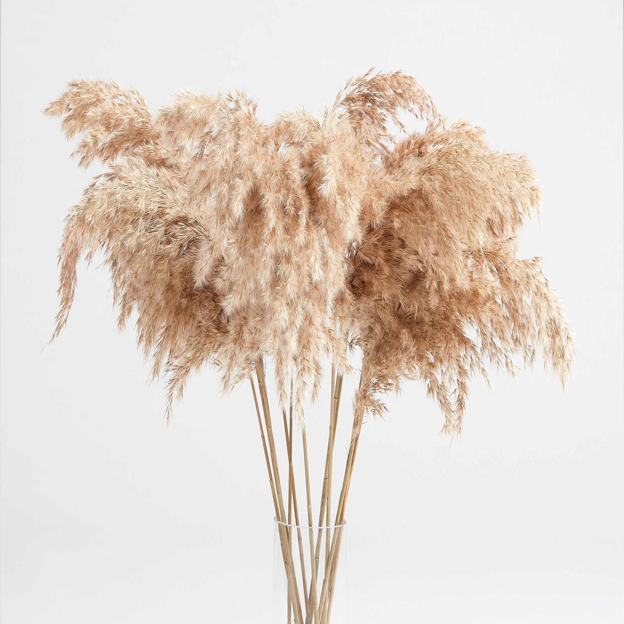 Tall Pampas Grass Naturelle 15 Stems Etsy
