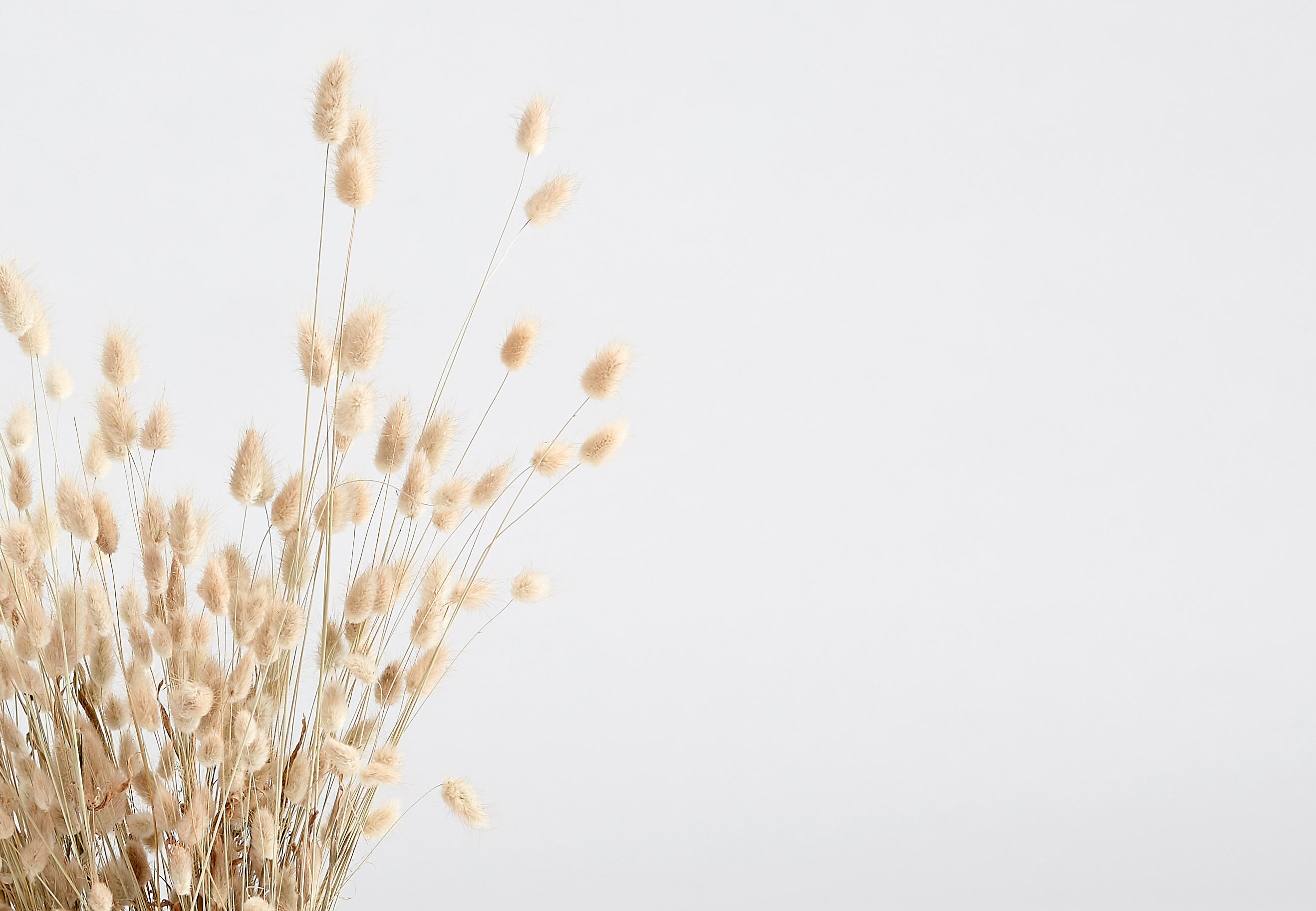 Bunny Tail Pampas Grass Naturelle Etsy