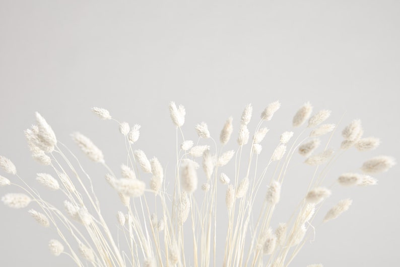 Bunny Tail Pampas Grass Etsy