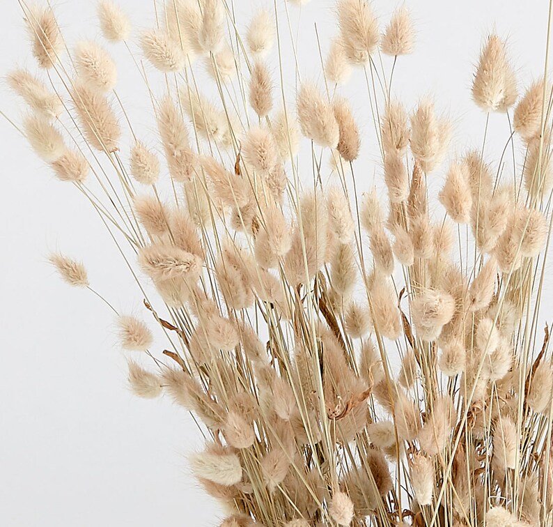 Bunny Tail Pampas Grass Naturelle Etsy