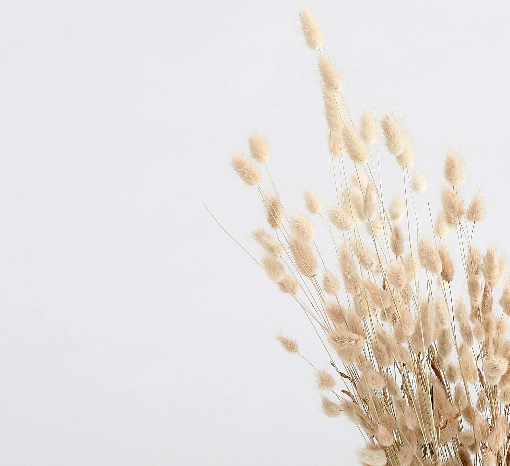 Bunny Tail Pampas Grass Naturelle Etsy