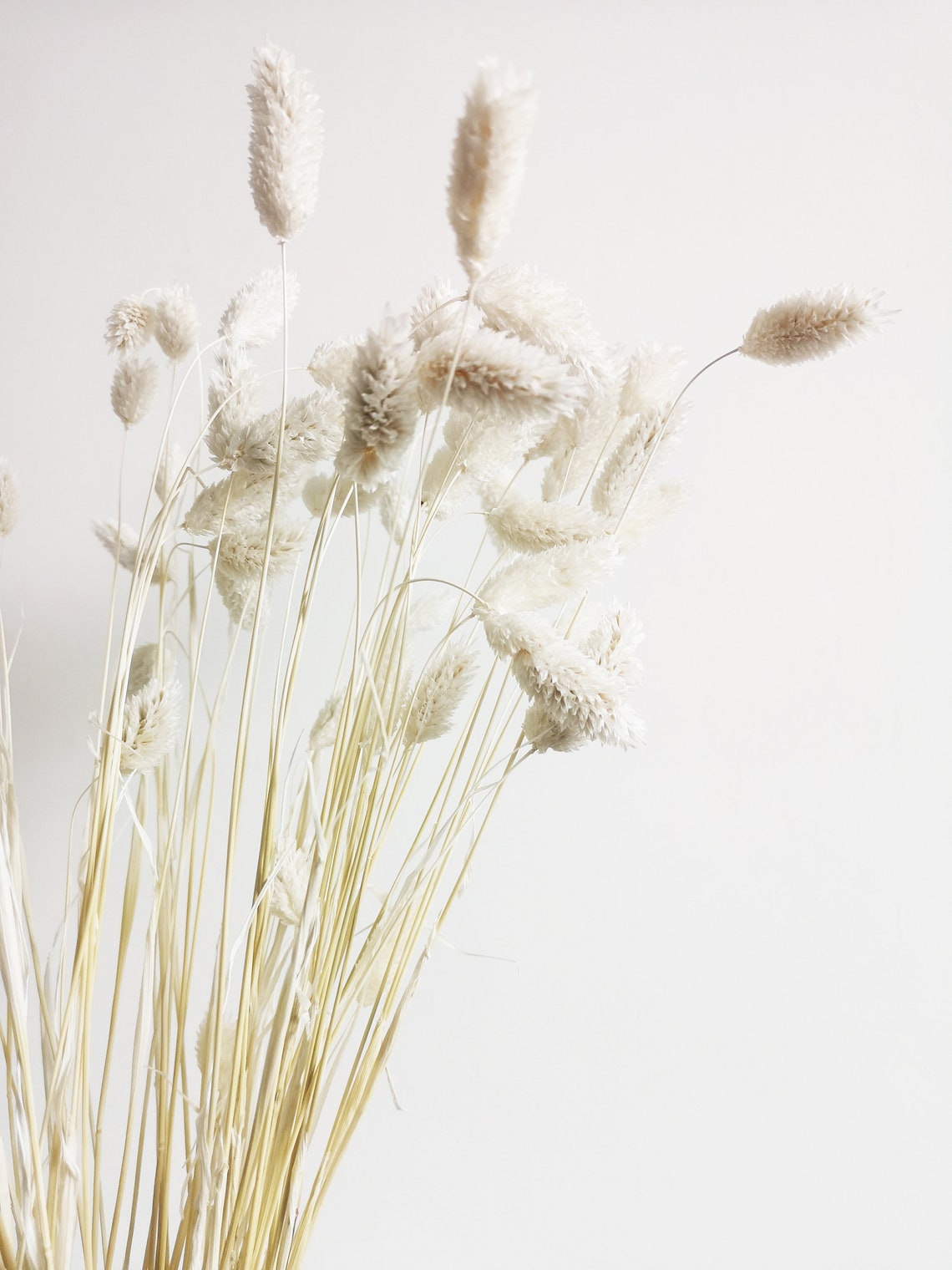 Bunny Tail Pampas Grass Etsy