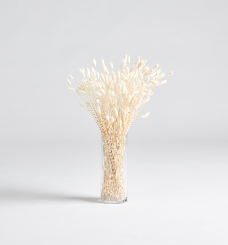 Bunny Tail Pampas Grass Silky Etsy