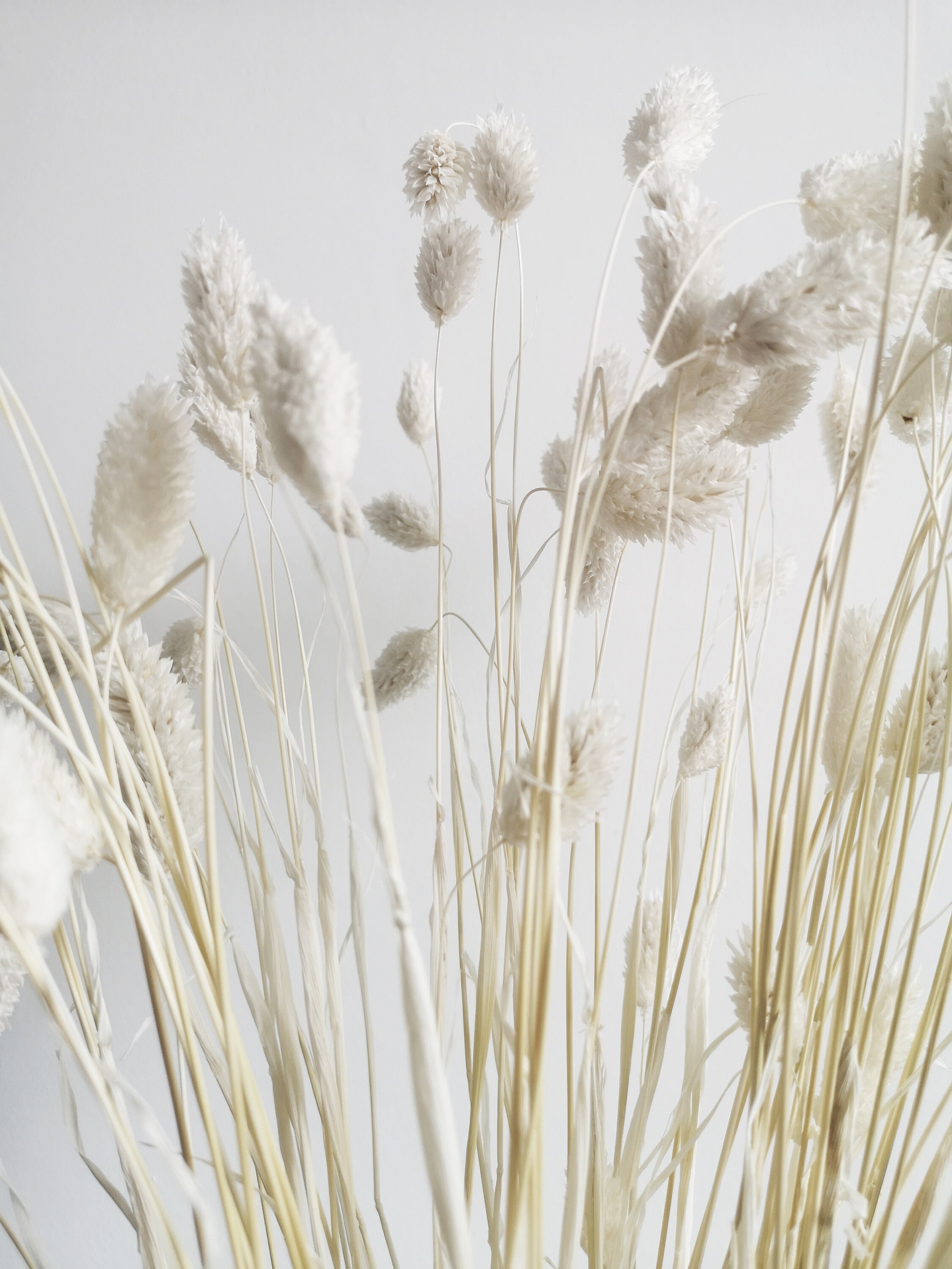 Bunny Tail Pampas Grass Etsy