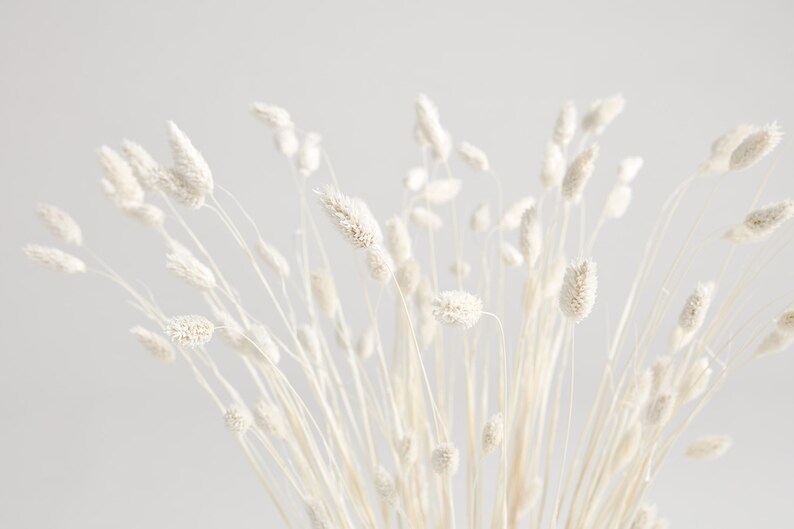 Bunny Tail Pampas Grass Etsy