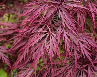 x12 Japanese Maple Seeds! RED LACELEAF
