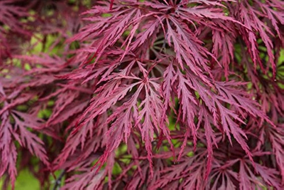 X12 Japanese Maple Seeds! RED LACELEAF - Etsy