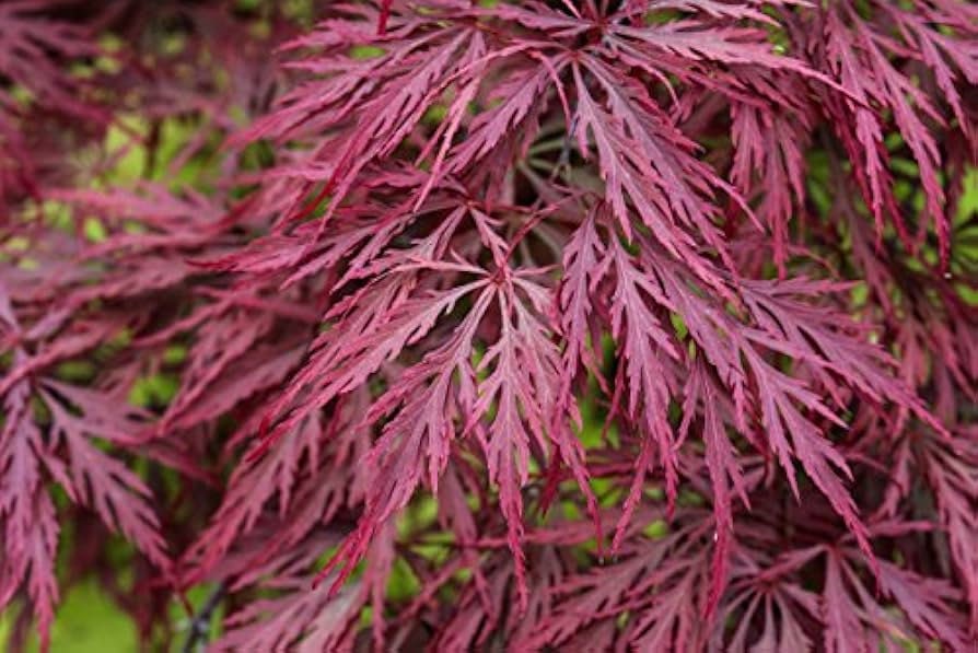 X12 Japanese Maple Seeds! RED LACELEAF - Etsy