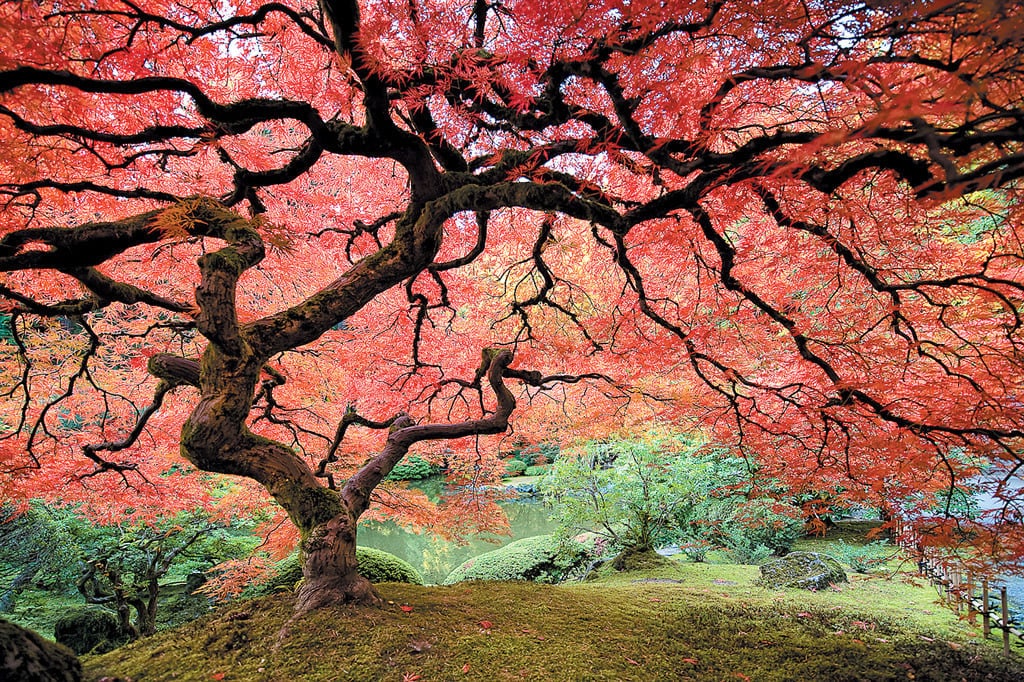 X12 Japanese Maple Seeds! RED LACELEAF - Etsy