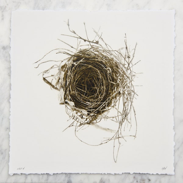 Nest 4, 12"x12" Photograph on archival paper with hand deckled edge. Signed in pencil