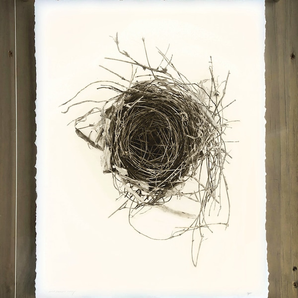 Nest 4, 17"x22" Photograph on archival paper with hand deckled edge. Signed in pencil