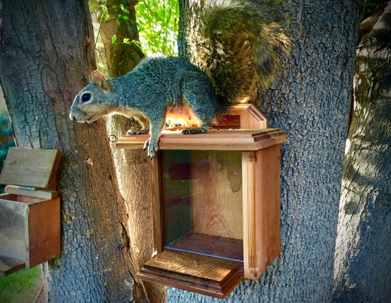 Squirrel Feeder Box Luxury Model Beautiful Handcrafted Cedar Etsy