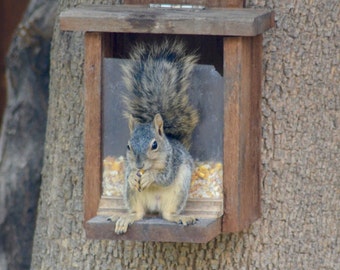 Squirrel Feeder Box Large - Beautiful Cedar Handcrafted Design - Wildlife Garden Decor
